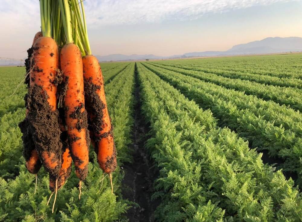 Carrot Crops